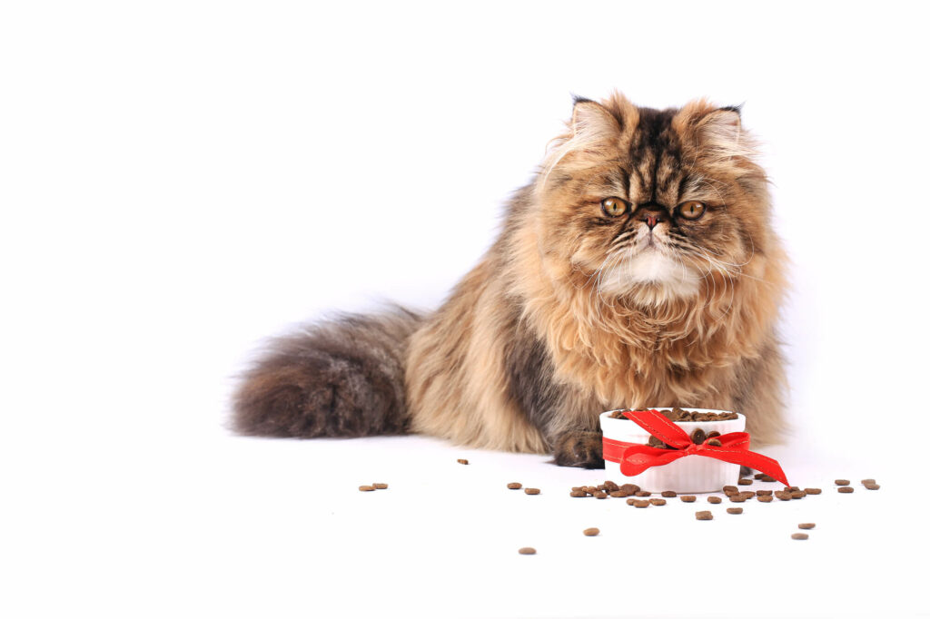 Cat eating dry food isolated on white background