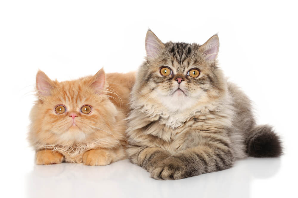 Pair of Persian cats