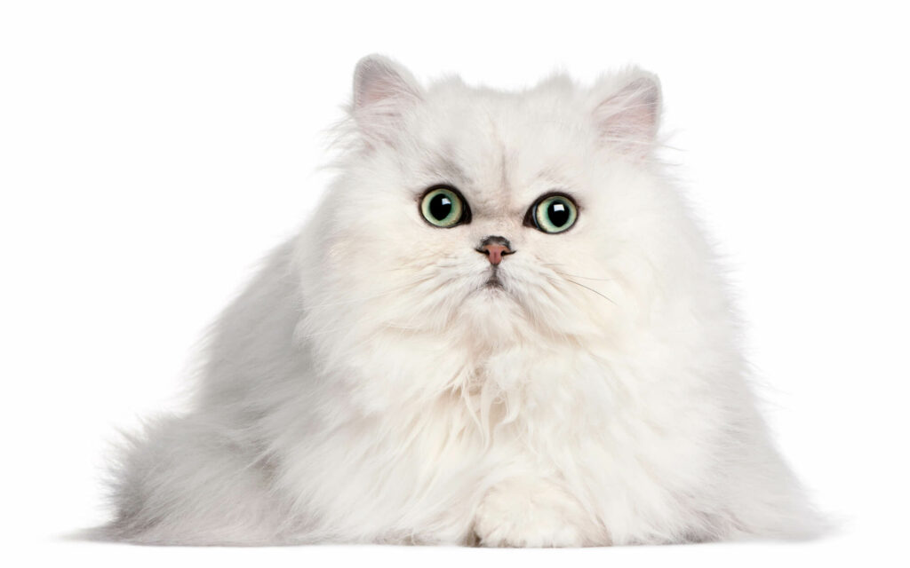 Persian cat, 2 years old, in front of white backgroun