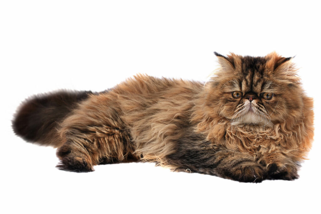 Persian cat isolated on white background