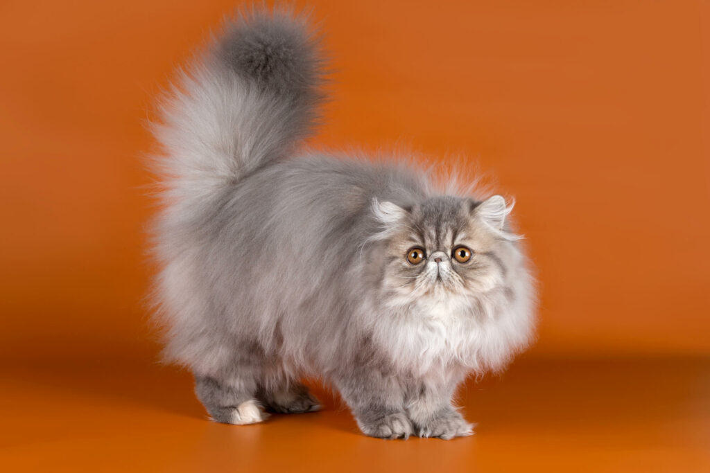 Persian cat on orange background