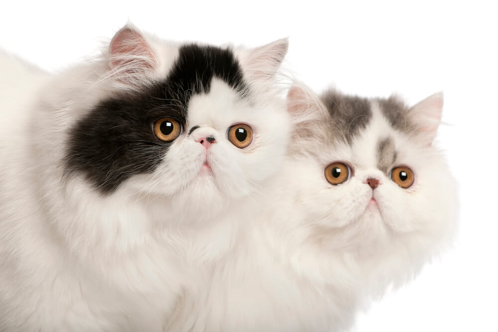 Persian cats, 6 months old, in front of white background