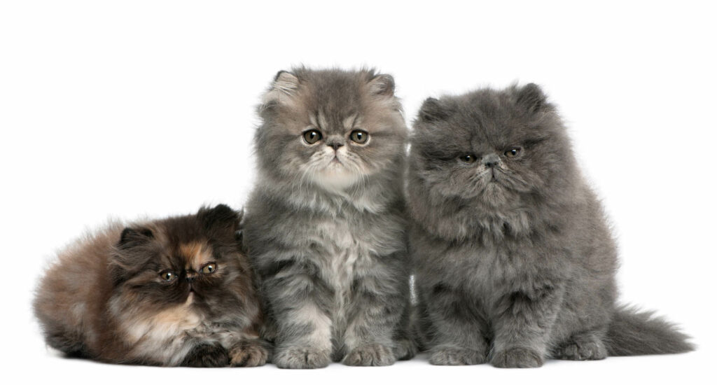Persian kittens, 2 months old, sitting in front of whit background