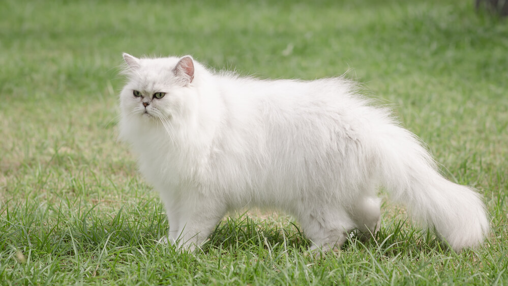 White persian cat walking