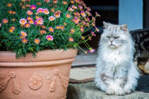 are persian cats smart