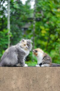 persian cat vs himalayan cat