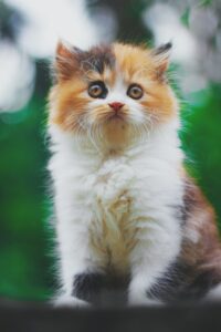 persian cat lifespan